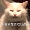 萌宠 喵星人 你看我在勇敢的微笑 嘿嘿嘿 呆萌 可爱