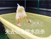 萌宠 小鸭子 失去信心跳水自杀 难受 搞怪 逗