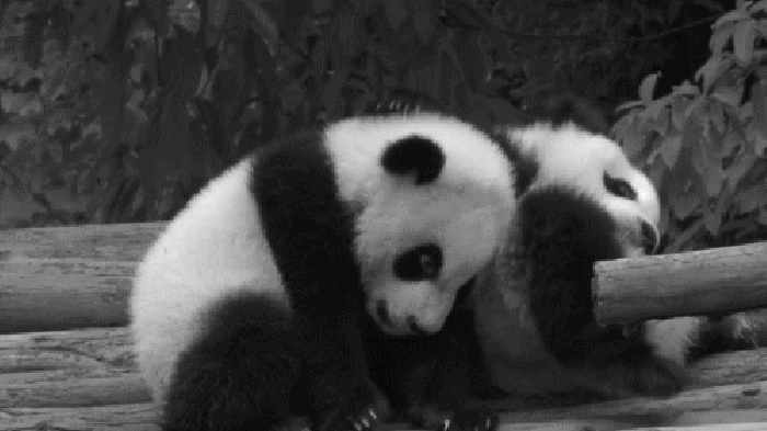 熊猫 可爱 黑白 两只