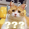 萌宠 猫星人 满脸问号 好奇 呆萌 可爱