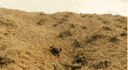 大堡礁 小海龟 沙地 记录片 风景
