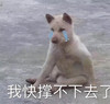 萌宠 汪星人 我快撑不下去了 难受 搞怪 呆萌