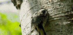 BBC壮美无边 动物 纪录片 鸟 入洞