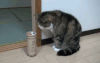 小猫 观看 调皮 害怕