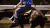 马术 Equestrianism sports 骑马 培训