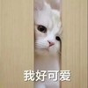 萌宠 猫星人 我好可爱 害羞 呆萌 可爱