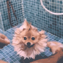 狗狗 洗澡 造型 可爱