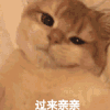 萌宠 喵星人 过来亲亲 么么哒 可爱 呆萌