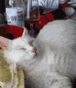 睡着 白猫 萌宠 被食物的香气唤醒