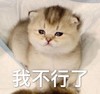萌宠 猫星人 我不行了 无奈 呆萌 可爱