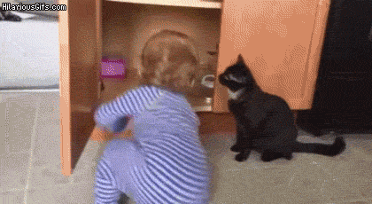 猫 宝贝 里面 橱柜
