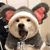 萌宠 汪星人 吼 张大嘴巴 呆萌 可爱