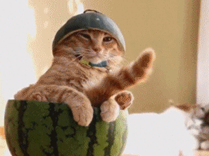 猫咪 装扮 搞笑 西瓜太郎