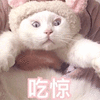 猫 吃惊 搞怪 逗