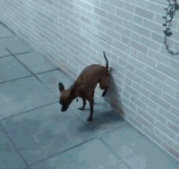 狗狗 逗比 欢乐 拉屎