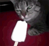 猫咪 雪糕 伸舌头 张大嘴