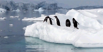 南极 企鹅 跳跃 可爱