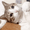 猫咪 受不了 歪头 萌萌哒
