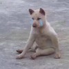 狗狗 流眼泪 坐地 爪子