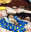 萌宠 狗狗 给孩子盖被子 太可爱了