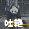 熊猫 吐艳 可爱 soogif soogif出品