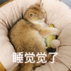 萌宠 喵星人 睡觉觉了 我困了 憨憨 可爱