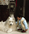 宠物 搞笑 天使 萌 gif 微笑