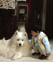 宠物 搞笑 天使 萌 gif 微笑