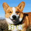 萌宠 狗 狗狗 汪星人 嗯嗯 soogif soogif出品