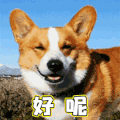 萌宠 狗 狗狗 汪星人 嗯嗯 soogif soogif出品