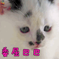萌宠 猫 委屈巴巴 伤心 soogif soogif出品