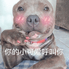 萌宠 狗 汪星人 你的小可爱呼叫你 搞怪 撩