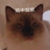 萌宠 猫星人 暗中观察 开心 呆萌 可爱