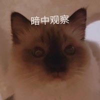 萌宠 猫星人 暗中观察 开心 呆萌 可爱