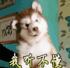 我听不懂 拒绝 狗