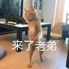 萌宠 猫星人 来了老弟 我来了 呆萌 可爱