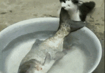小猫 大鱼 水盆 可爱