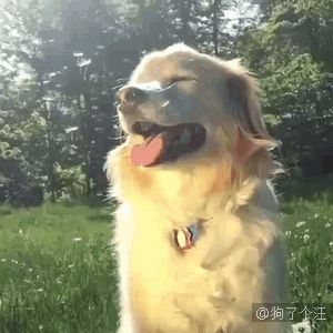 狗狗 享受 阳光 可爱