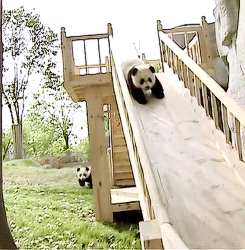 熊猫 玩耍 滑梯 可爱