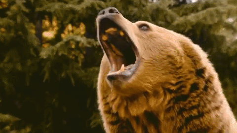 熊   攻击   恐怖  可怕