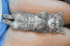 猫咪 可爱 睡觉 呆萌