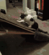 猫咪 喵星人 搞笑 可爱 淘气