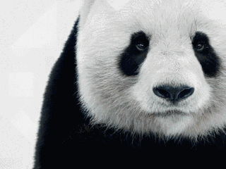 熊猫 可爱 毛茸茸 国宝