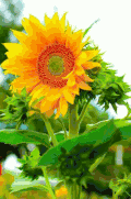 向日葵 花 美 灿烂