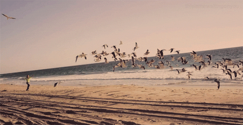 大海 海鸥 起飞 奔跑