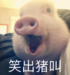 萌宠 小猪 笑出猪叫 哈哈哈 呆萌 可爱