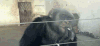 大猩猩 抽烟 没毛病 聪明