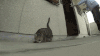 猫咪 萌宠 可爱 喵星人 翻滚