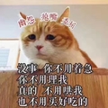 猫咪 你不用着急 委屈 眼神 可爱 不用哄我