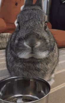 萌宠 兔子 咀嚼 可爱